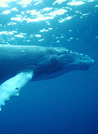 Humpback Whale, Coffs Harbour