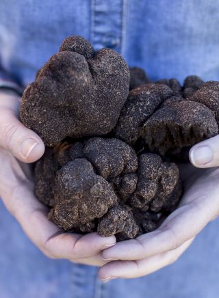 Truffles at Borodell Winery, Orange