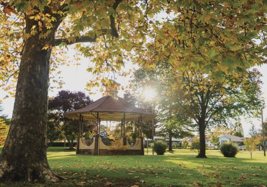Autumn leaves in Anzac Park in Glen Innes, Country NSW
