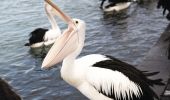 Pelicans waiting for their daily feed at Pelican Plaza in The Entrance, Central Coast 