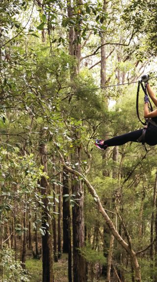 TreeTop Crazy Rider, Treetop Adventure Park - Wyong - Central Coast
