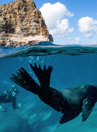 Man swimming with a seal during a snorkelling tour, Dive Jervis Bay