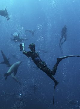 Man swimming with seals during a snorkelling tour with Dive Jervis Bay