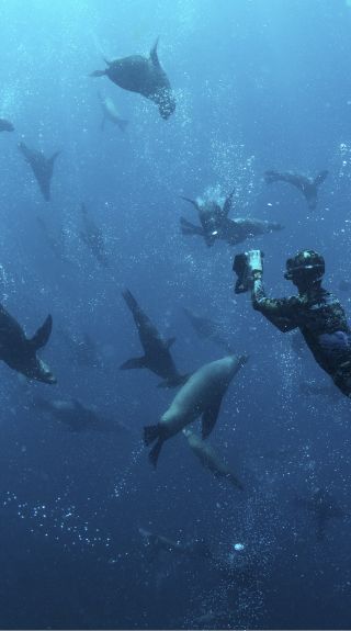 Man swimming with seals during a snorkelling tour with Dive Jervis Bay