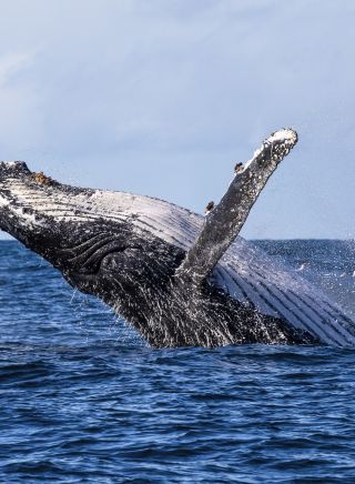 Humpback whale spotted breaching the waters, Jervis Bay