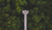 Dorrigo Skywalk, Dorrigo National Park