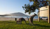 Kangaroos at Diamond Head Campground, Crowdy Bay National Park