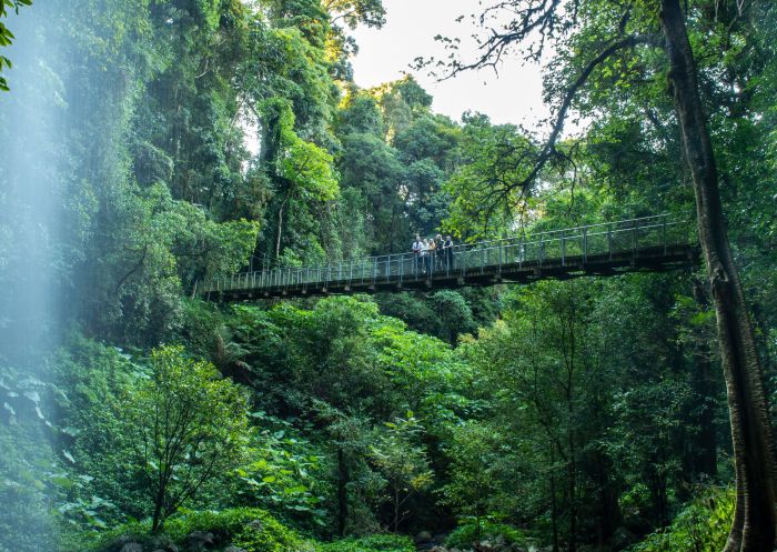 Dorrigo National Park, Dorrigo Mountain Family enjoying a rainforest hike through Dorrigo National Park near Coffs Harbour