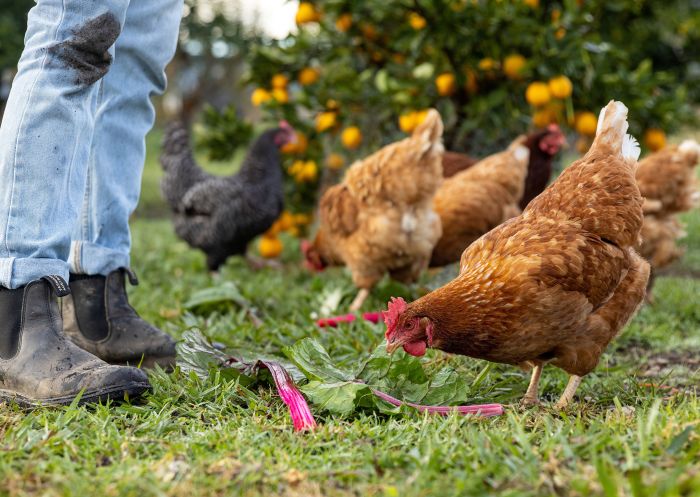 Margan Wines and Restaurant, Hunter Valley Chickens being fed at Margan Wines and Restaurant, Hunter Valley