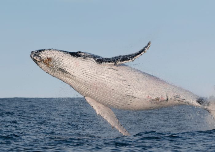 Humpback whale, Forster