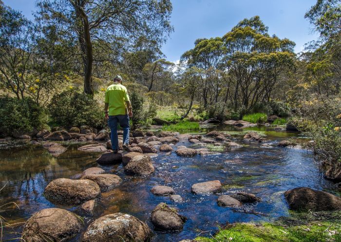 Ranger walking across the river on the Aeroplane Hill walking track, Barrington Tops National Park
