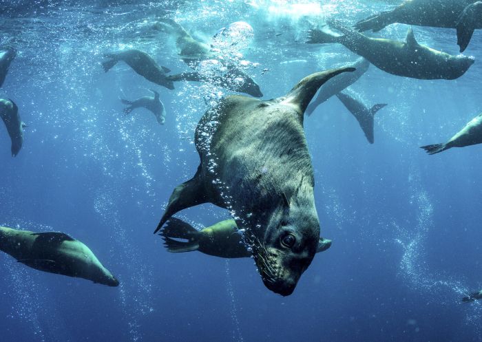 Dive Jervis Bay, South Coast - Credit Jordan Robins
