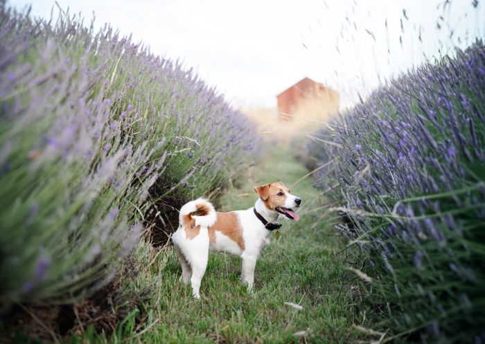 Ashburton Lavender Farm - Credit: Monique Lovick Photography