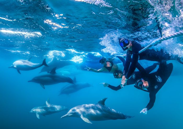 Dolphin Swim Australia in Port Stephens - Credit: Dolphin Swim Australia Dolphin Swim Australia in Port Stephens - Credit: Dolphin Swim Australia