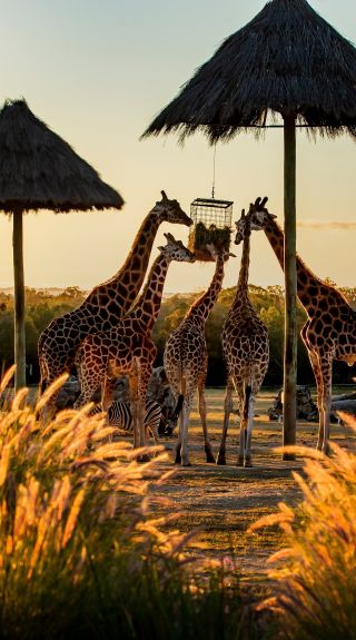 Zoofari Lodge, Taronga Western Plains Zoo, Dubbo. Credit: Rick Stevens