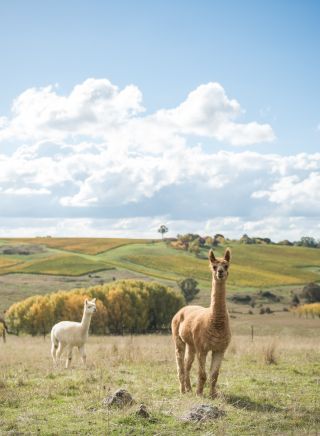 Dragonfly Cottages in Molong, Orange Area, Country NSW