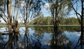 Lake reflection in Barmah National Park, Barmah