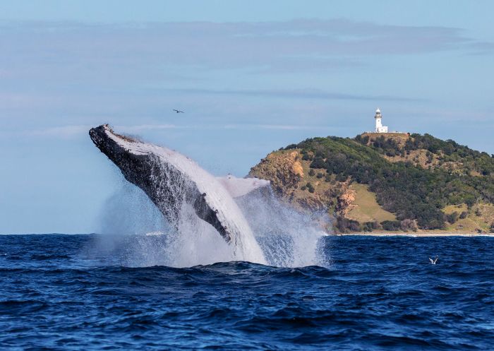 Whale breaching, Byron Bay - Credit: Wild Byron
