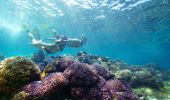 Snorkelling on Lord Howe Island