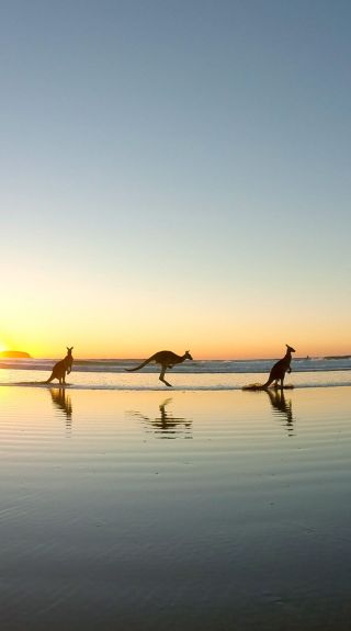 Kangaroos at Emerald Beach, Coffs Coast - Credit: Solitary Islands Surf School