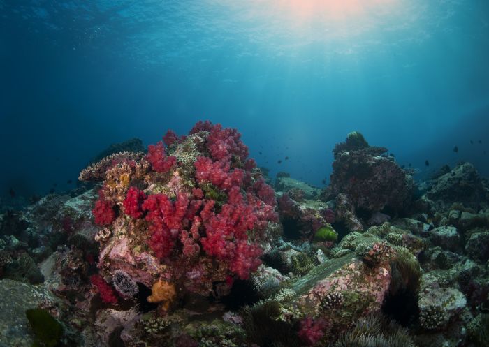 North Solitary Islands soft coral - Coffs Harbour - North Coast